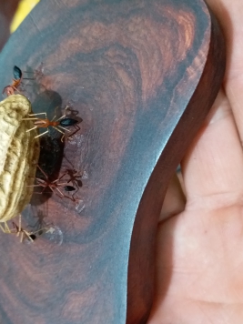 Tác phẩm Kiến kiếm mồi . kiến làm bằng gỗ trắc đỏ .